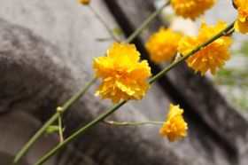 Pallanza_Blumen 3.JPG
