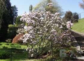 Villa Taranto_Garten 1.JPG