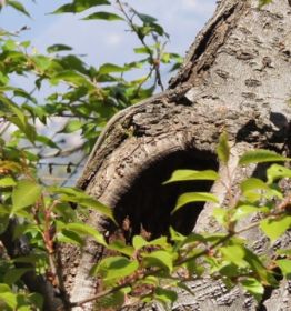 Villa Taranto_Garten 2.jpg