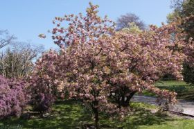 Villa Taranto_Garten 4.JPG