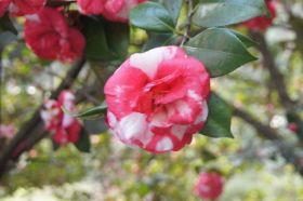 Villa Taranto_Blumen 1.JPG