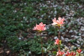 Villa Taranto_Blumen 3 (1).JPG