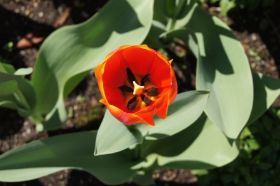 Villa Taranto_Blumen 4.JPG