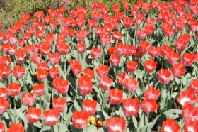 Villa Taranto_Blumen 5.JPG