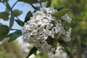 Villa Taranto_Blumen 6.JPG
