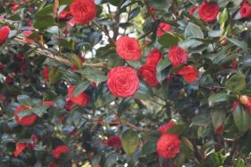 Villa Taranto_Blumen 8.JPG