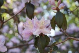 Villa Taranto_Blumen 9.JPG