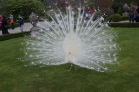 Isola Bella_Pfau_3.JPG