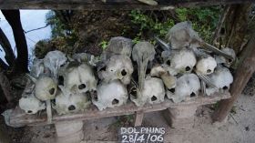 Delphinschädel.JPG