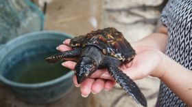 Meereschildkröte_3.JPG