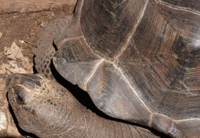 Schildkröte_1.jpg