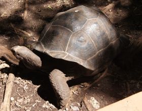 Schildkröte_3.JPG