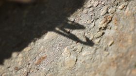 Gottesanbeterin_Schatten_N.JPG