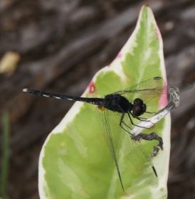 Libelle_2.JPG