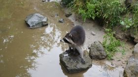 3_Waschbär.JPG