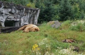 9_6_Kodiakbären.jpg