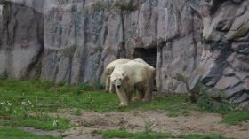 999_2_Eisbären.JPG