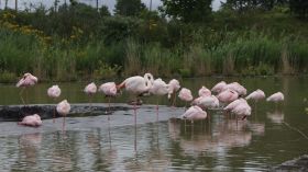 999999_5_Flamingos.JPG