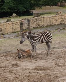 999999_9_Zebras.jpg