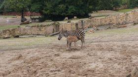 9999999_1_Zebras.JPG