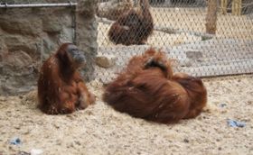 99999999_1_Orang-Utans.JPG