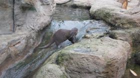 99999999_2_Otter.JPG