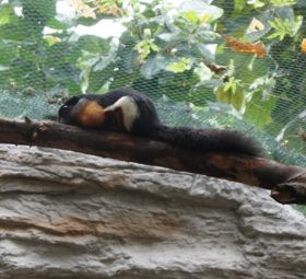 99999999_4_Schönhörnchen.jpg