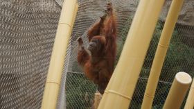 999999999_3_Orang-Utan.JPG